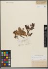 Foto von Salix silesiaca Willd.